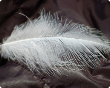 Lông vũ là lông con gì?